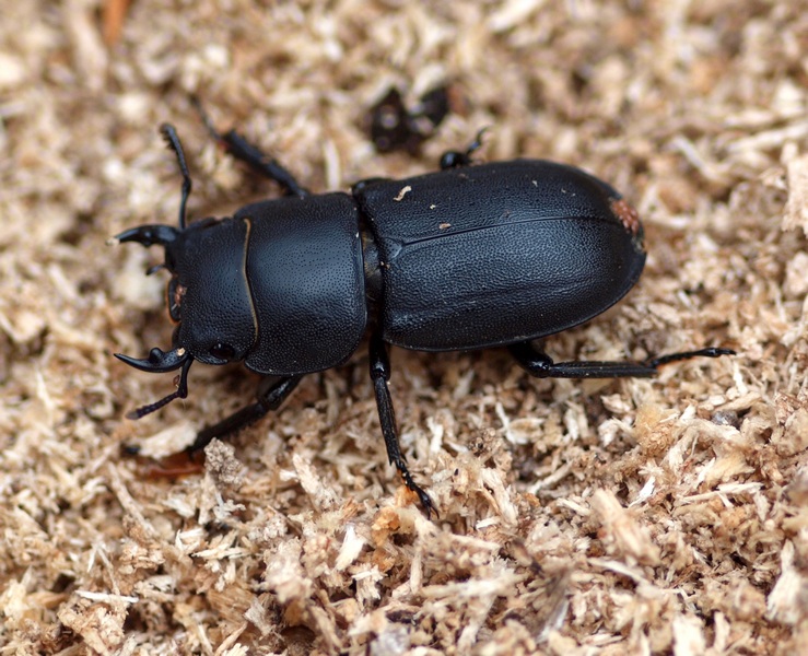 Dorcus parallelipipedus